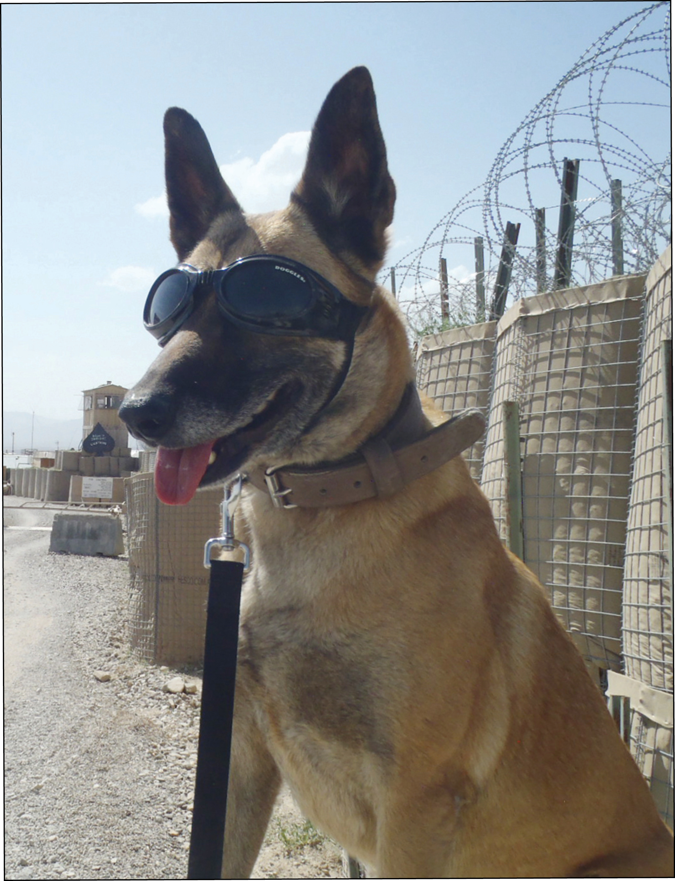 Military canine sports safety goggles.